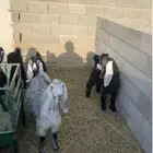 تيوس عارضية للبيع