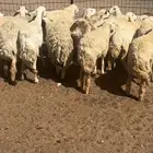 رخال حريه