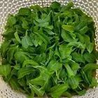 سدر ورق طازج