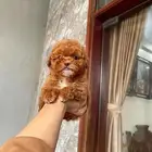 بدول تيكب .. teacup poodle
