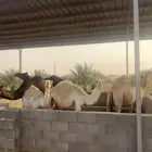 للبيع بكرات وقعود من مزارعنا