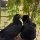 طبات حمام زاجل للبيع