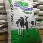 بذور برسيم للبيع
