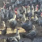 دجاج فيومي بياض وارانب للبيع