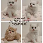 قطط كيتن للبيع