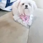 للبيع جراء كلاب صغيرة منزلية