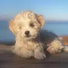 جرو مالتيزر مميز جدا