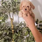 توي بودل حجم تيني صغير