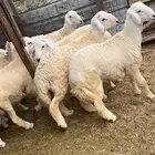 ذبايح طليان حري سواكن مع الذبح والتوصيل