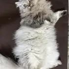 قطه شرازي انثي للتبني