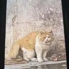 قطوة بيت بغرناطة عند محطة الصامل