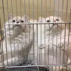 قطط هملايا ذكر وأنثى