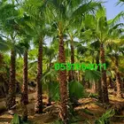 نخل واشنطني 053.185.4011