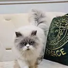 للتزاوج قط شيرازي مستوى جيد