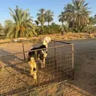مشروع فحل نجدي