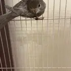 كناري جاسب تغريد