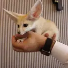 تم البيع Sold out