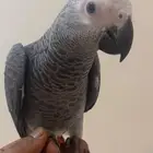 للبيع فرخ كاسكو هولندي