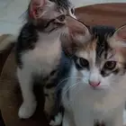 قطط إناث صغيرة للتبني