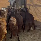 طليان سواكن مرابي الخرج الدلم