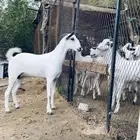 جفره بيشيه
