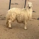 طلي رباع