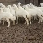 رخال مقنوي طيبه