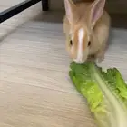 للبيع أرنب قزمية الليفة وقفص