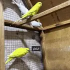 مجموعة طيور حب باكستاني