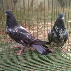 طبات داب ملك