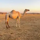 ناقه حره صافيه فيها سته من الزمل الحرار جاهزه لضراب