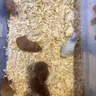 هامستر سوري عدد 7 ذكر وإناث