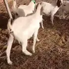 ماعز بورقوت هجين للقناى