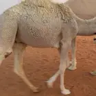 قعود بري 11شهر