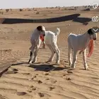 دواغير للبيع