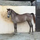 مهرة شعبية للبيع
