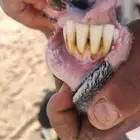 شاة نجديه متوم