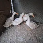 بط للبيع
