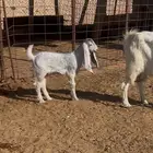 عنز مشروكه حليب جديد معها جفره