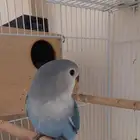 روز (تم البيع )