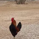 ديك فحل شرط