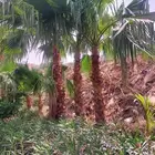 مشتل الناصر لبيع وتوريد اشجار الزينة والمثمره