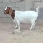 عنز بورقوت دم كامل نقي صنف ( تم البيع )