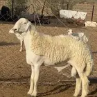 للبيع مشروع فحل حري صنف الصنف