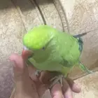 ذره خضرا أليفه جدا جدا