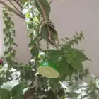 ميدالية الليمونه للبيع