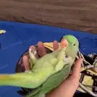 دره نيبالي