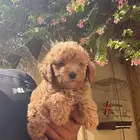 توي بودل