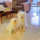 كلاب مالتيز للبيع