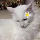 قط ذكر للتبني